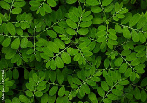 Green leaves background. Closeup of Phyllanthus niruri. Gale of the wind. Stonebreaker. Seed under leaf. photo