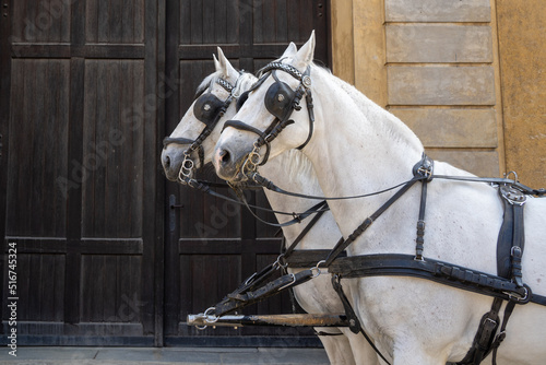 a pair of white horses with blinders on their eyes harnessed to a carriage