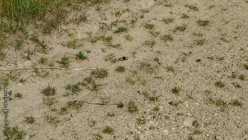 butterfly on the ground during the daytime.
