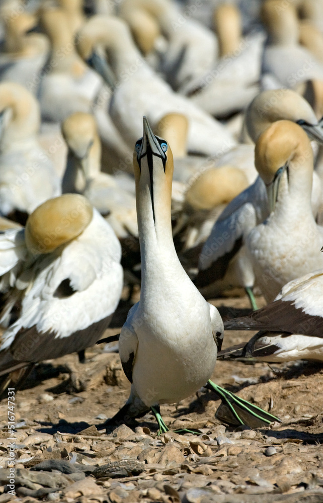 Fototapeta premium Cape Gannet, Morus capensis