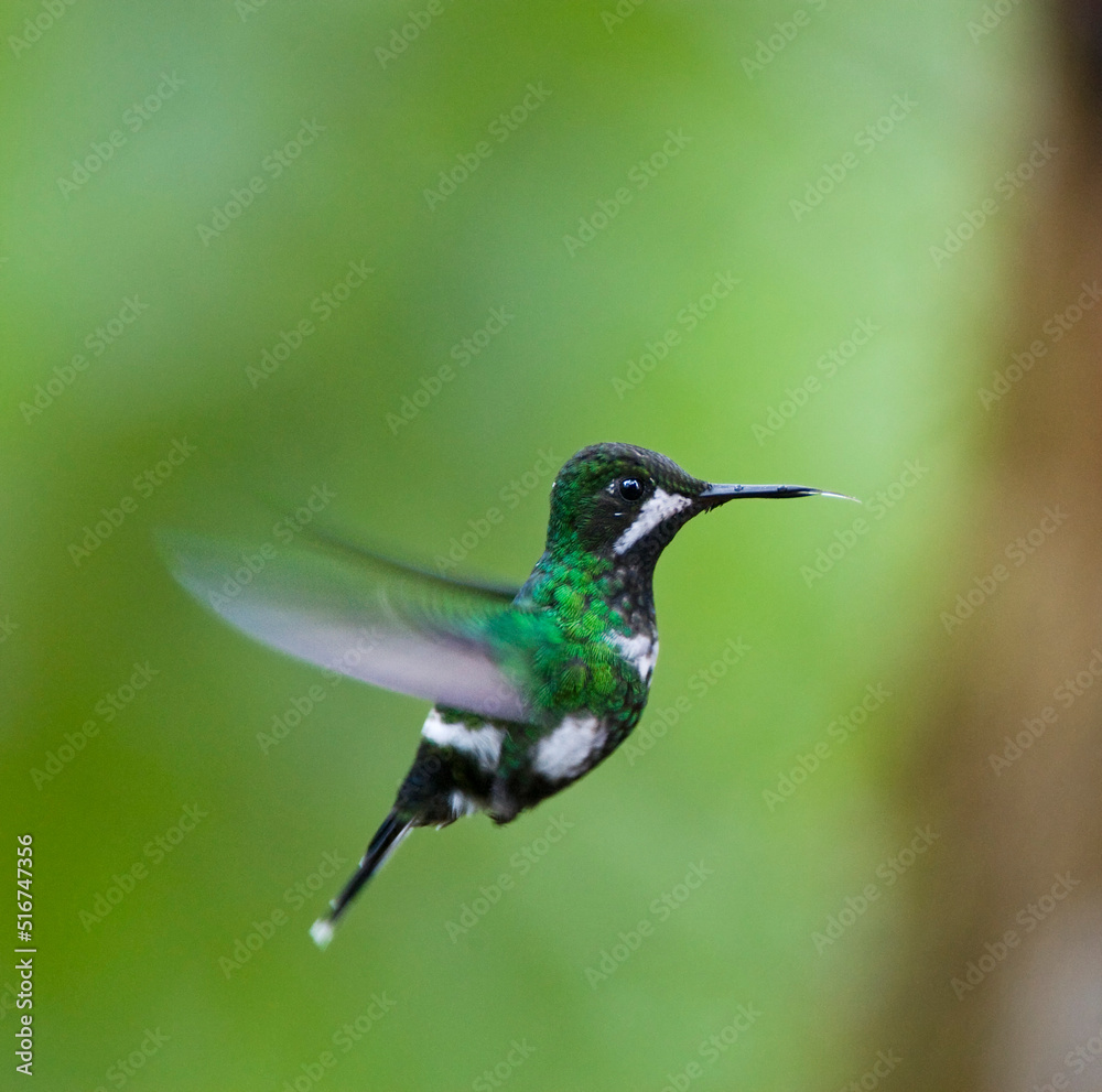 Fototapeta premium Green Thorntail, Discosura conversii