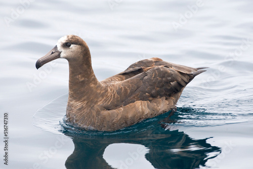 Black-footed Albatross, Diomedea nigripes photo