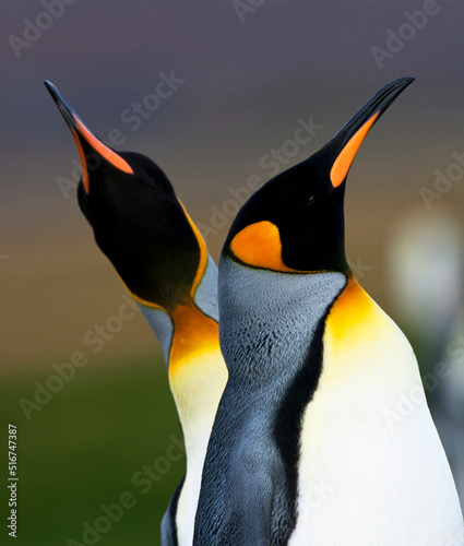 Vászonkép King Penguin, Aptenodytes patagonicus