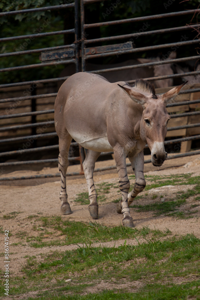 Fototapeta premium Donkey in a field