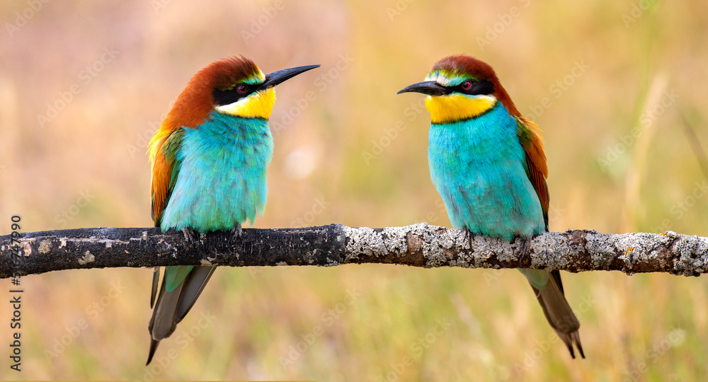 Obraz premium Many bee-eaters perched on a branch