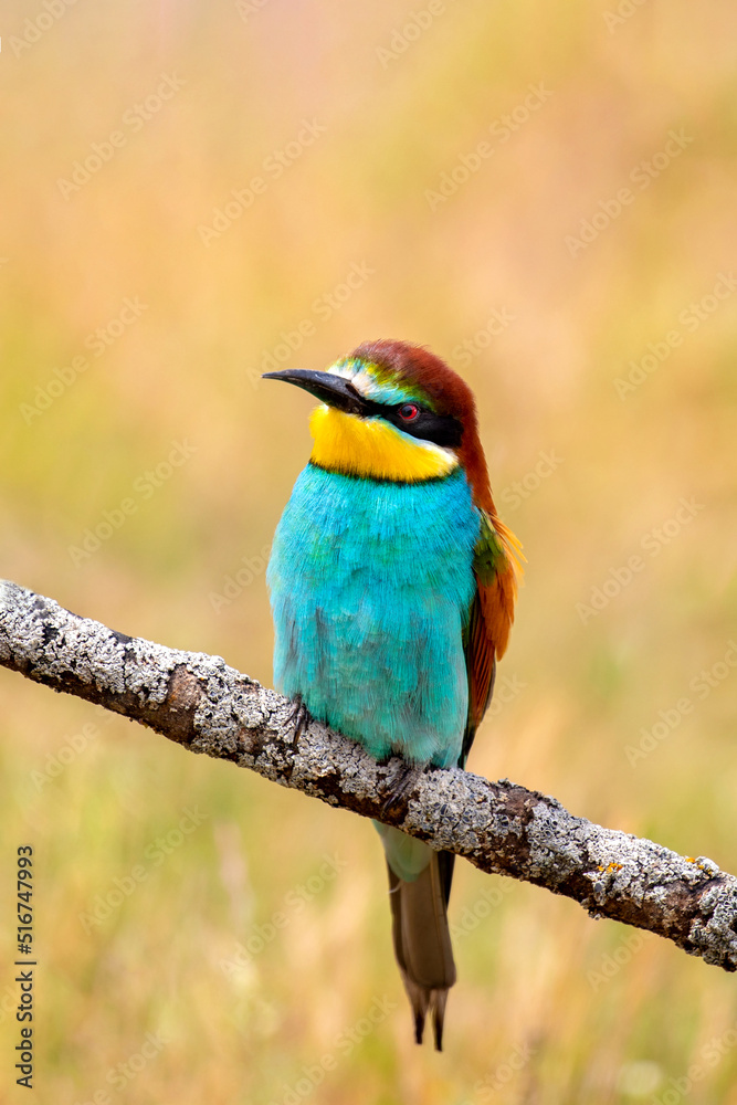 Bee-eaters perched on a branch