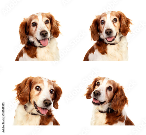 Beautiful portrait of four hunter dogs