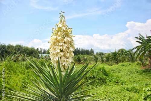 Yellowish-white inflorescences of the Dracaena loureiroi tree, known in Thai as 