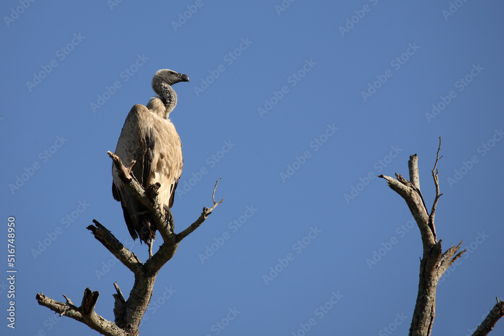 Weißrückengeier / White-backed Vulture / Gyps africanus Weißrückengeier / White-backed Vulture / Gyps africanus