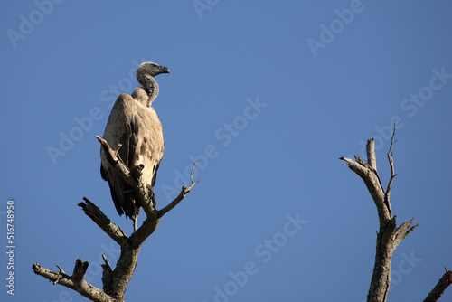 Weißrückengeier / White-backed Vulture / Gyps africanus