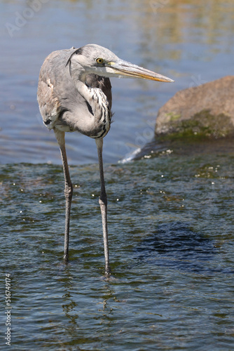 Afrikanischer Graureiher / Grey Heron / Ardea cinerea.