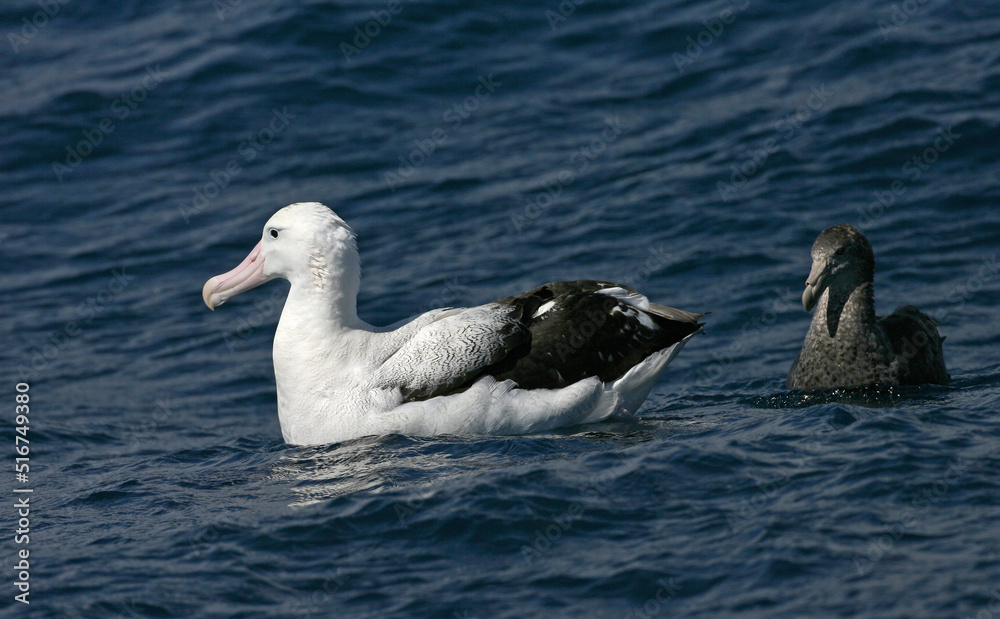 Tristan Albatros, Diomedea dabbenena Tristan Albatros, Diomedea dabbenena