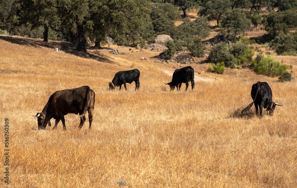 A herd of cows of the black Iberian Avilanian or Avila breed in the Extremadura dehesa.