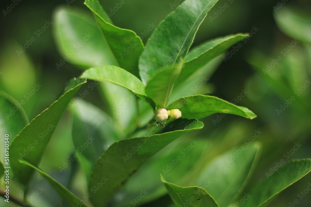 The raindrops are falling from the white blossoms of the lemon tree. The raindrops are falling from the white blossoms of the lemon tree.