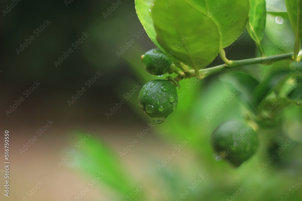 The fruit of a lemon tree that is hydrated by rain. The fruit of a lemon tree that is hydrated by rain.