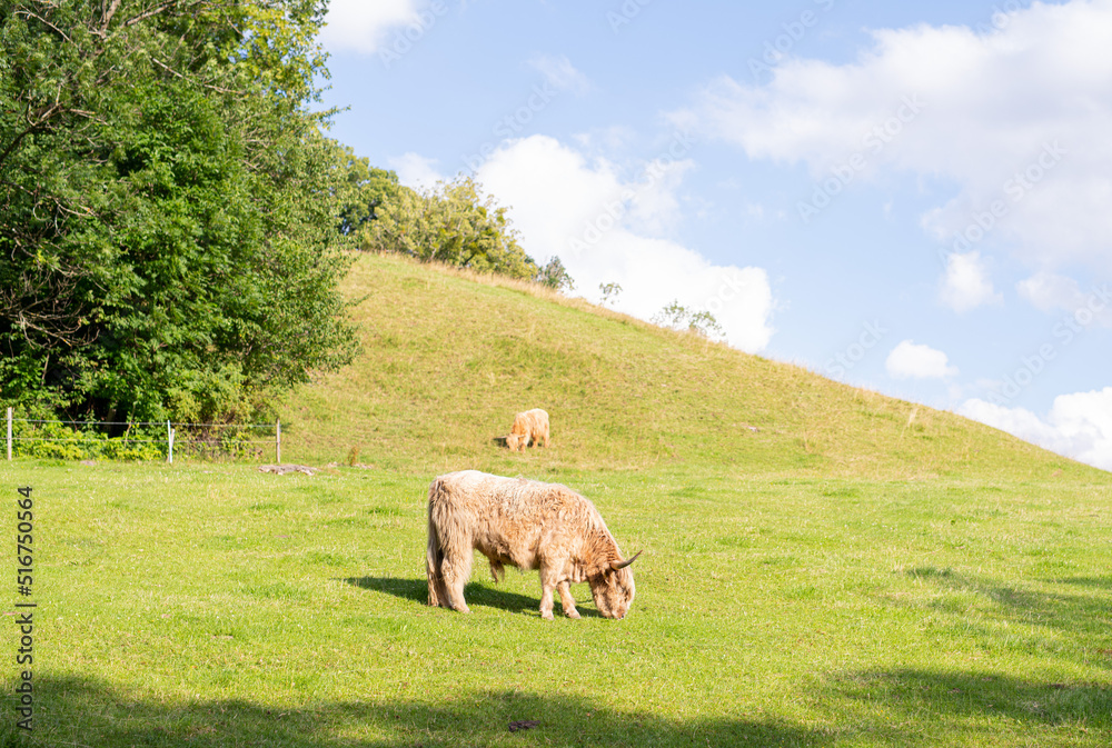 Obraz premium Schottische Hochlandrinder auf Weide am Fuße der Alpen