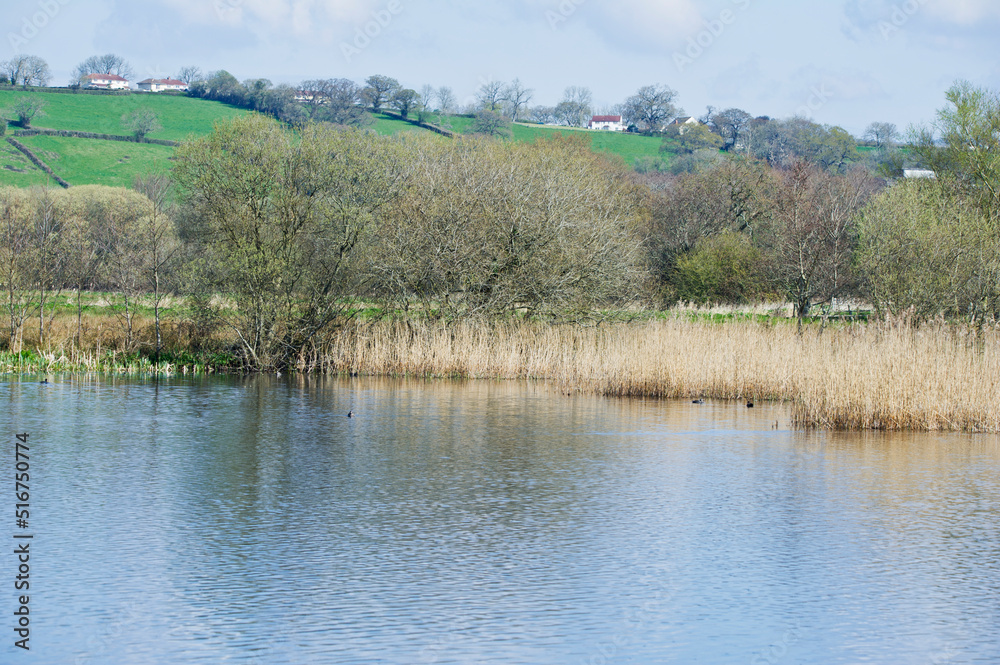 Reeds and landscape, Westhay National Nature Reserve, Somerset Reeds and landscape, Westhay National Nature Reserve, Somerset