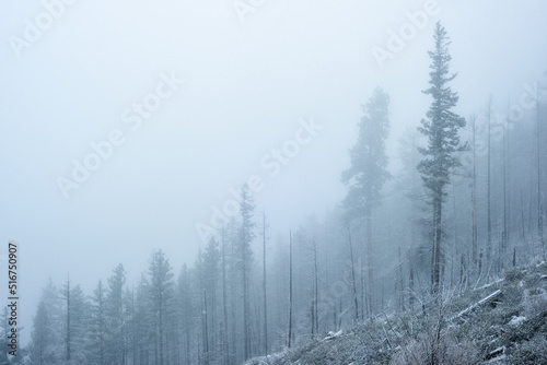 Snowfall in the misty mountain forest in central Oregon.