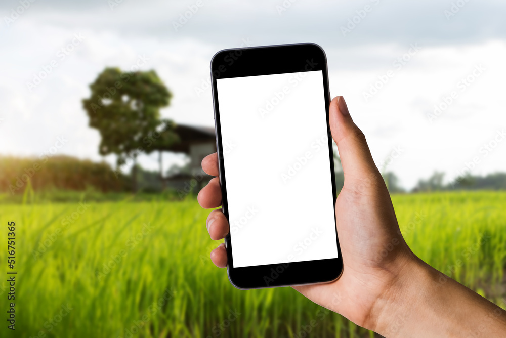 Mockup image of hand holding white mobile phone with blank white screen in field, panorama with copy space.