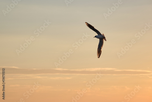 Calm flight of the seagull during a warm sunset