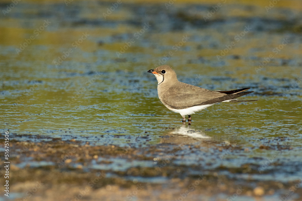 Collared pratincole in a lagoon in central Spain with the last lights of the afternoon of a hot summer day Collared pratincole in a lagoon in central Spain with the last lights of the afternoon of a hot summer day