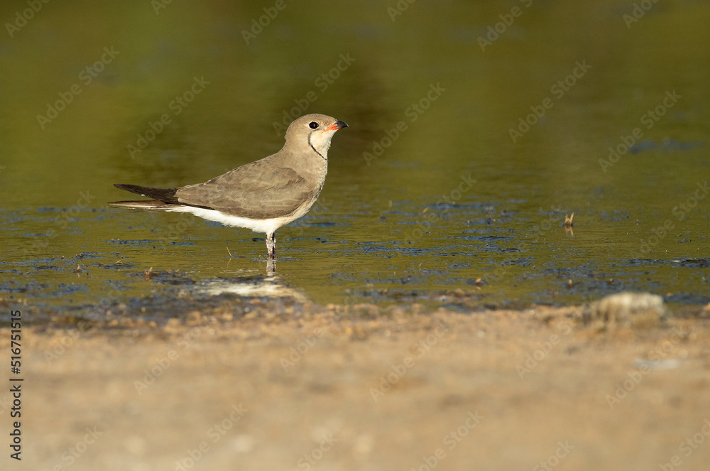Collared pratincole in a lagoon in central Spain with the last lights of the afternoon of a hot summer day Collared pratincole in a lagoon in central Spain with the last lights of the afternoon of a hot summer day