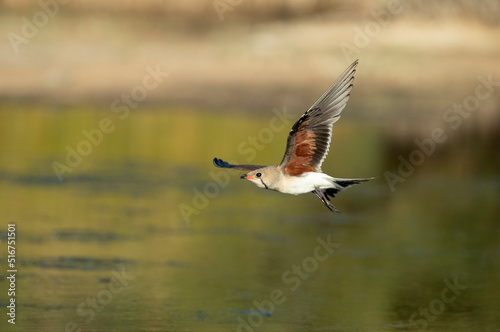 Adult collared pratincole flying in the last light of the afternoon in a wetland in central Spain