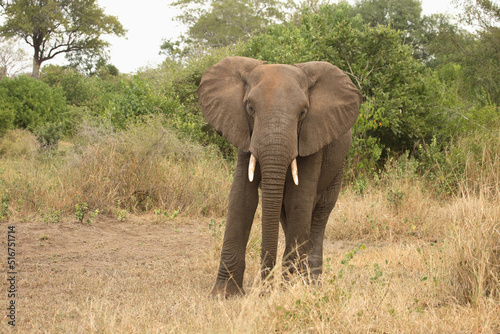 Afrikanischer Elefant   African elephant   Loxodonta africana