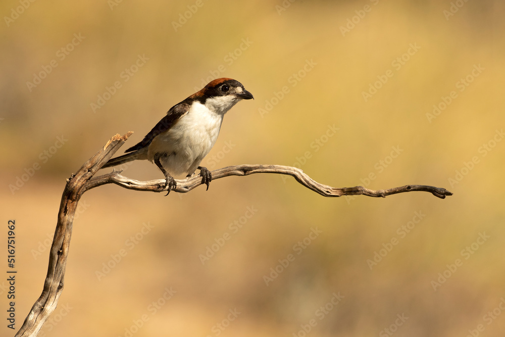 Adult male Woodchat shrike in the last light of evening at his favorite perch in his hunting territory
