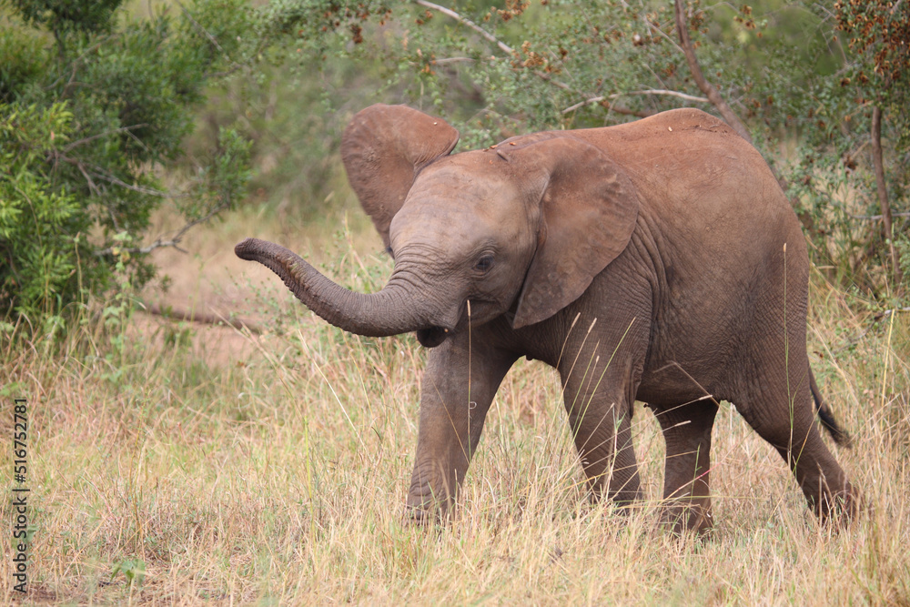 Fototapeta premium Afrikanischer Elefant / African elephant / Loxodonta africana