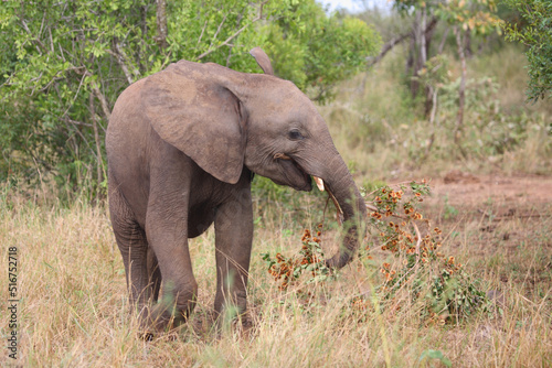 Afrikanischer Elefant   African elephant   Loxodonta africana