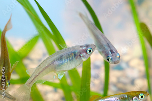 Glacier blue Japanese aquarium Rice fish "Miyuki Medaka", close up macro photography. © SAIGLOBALNT