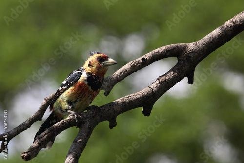 Haubenbartvogel oder Schwarzrücken-Bartvogel / Crested barbet / Trachyphonus vaillantii photo