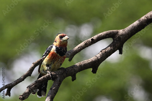 Haubenbartvogel oder Schwarzrücken-Bartvogel / Crested barbet / Trachyphonus vaillantii photo