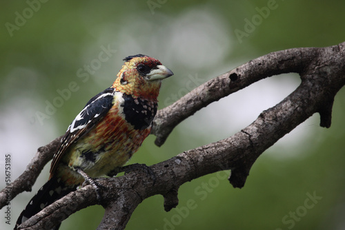 Haubenbartvogel oder Schwarzrücken-Bartvogel / Crested barbet / Trachyphonus vaillantii