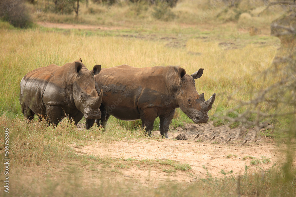 Breitmaulnashorn / Square-lipped Rhinoceros / Ceratotherium Simum