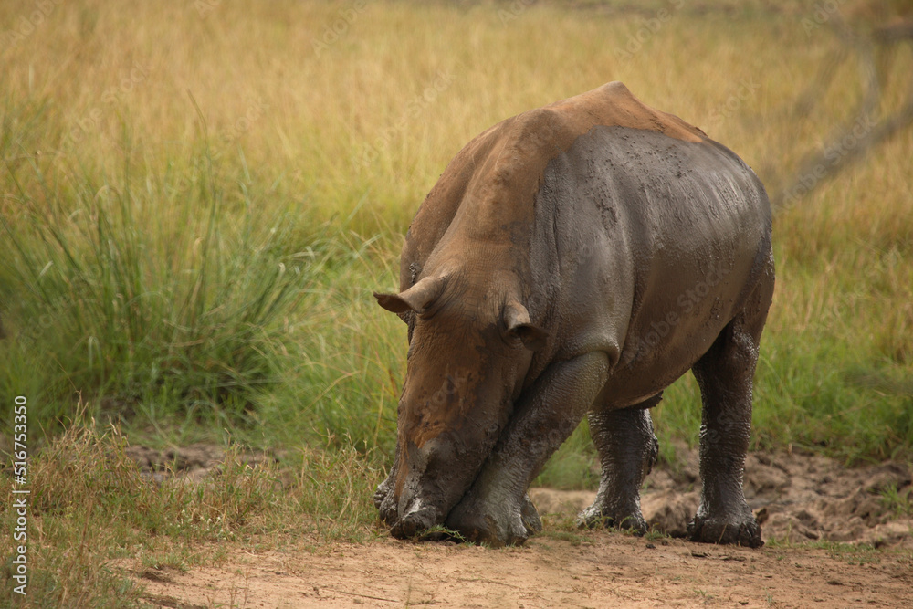 Breitmaulnashorn / Square-lipped Rhinoceros / Ceratotherium Simum Breitmaulnashorn / Square-lipped Rhinoceros / Ceratotherium Simum