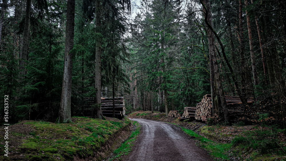 Fototapeta premium path in the woods