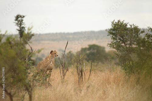 Gepard   Cheetah   Acinonyx jubatus