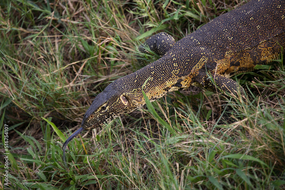 Naklejka premium Nilwaran / Nile Monitor / Varanus niloticus