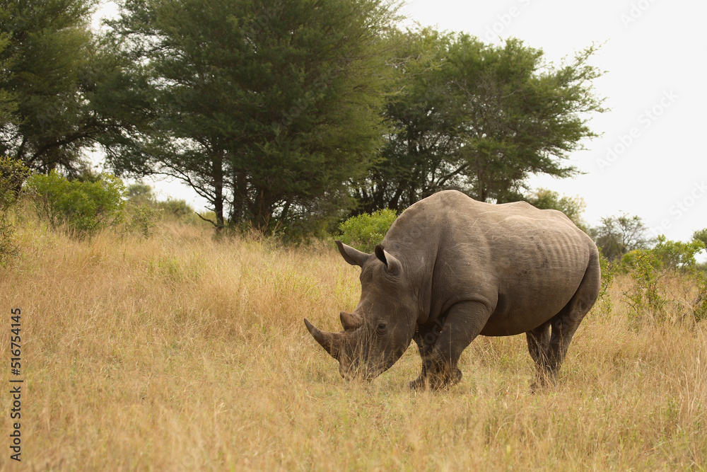 Breitmaulnashorn / Square-lipped Rhinoceros / Ceratotherium Simum Breitmaulnashorn / Square-lipped Rhinoceros / Ceratotherium Simum