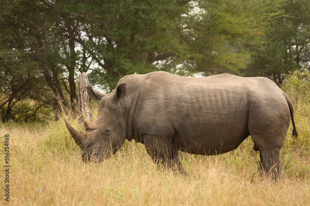 Obraz premium Breitmaulnashorn / Square-lipped Rhinoceros / Ceratotherium Simum