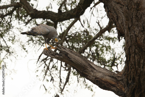 Höhlenweihe / African Harrier-Hawk or Gymnogene / Polyboroides typus photo