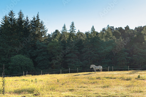 Fototapeta Naklejka Na Ścianę i Meble -  A single horse stands in a field under a bright morning sun