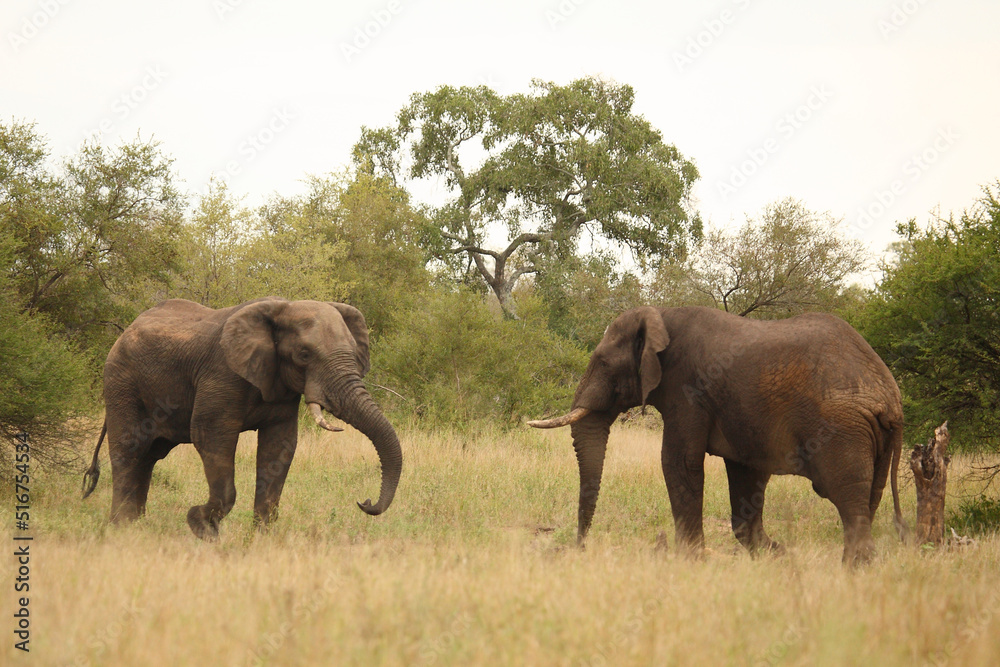 Fototapeta premium Afrikanischer Elefant / African elephant / Loxodonta africana