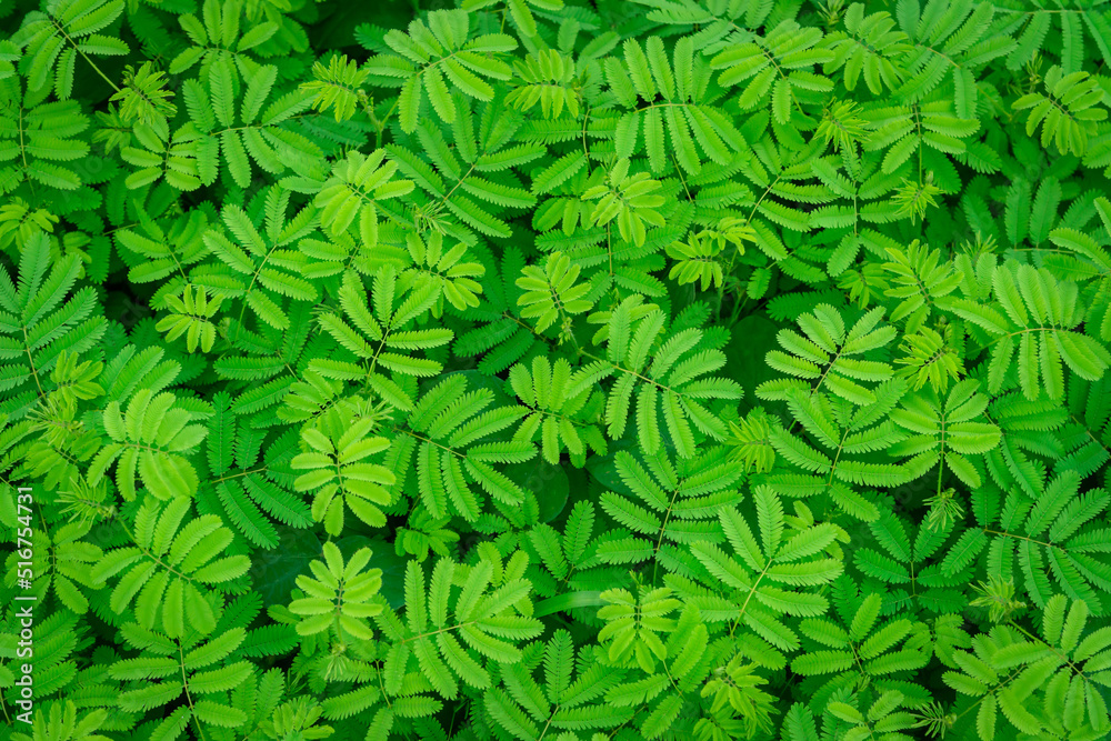 green abstract texture with dark light, natural background, tropical leaves in Asia and Thailand. Sensitive plant. select focus. green abstract texture with dark light, natural background, tropical leaves in Asia and Thailand. Sensitive plant. select focus.