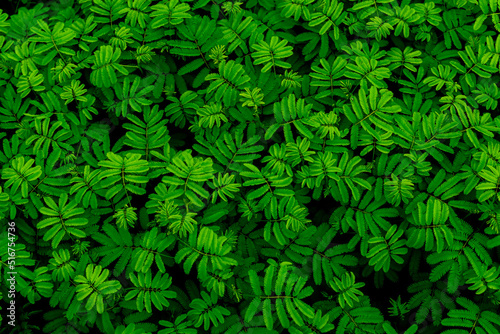 green abstract texture with dark light, natural background, tropical leaves in Asia and Thailand. Sensitive plant. select focus.