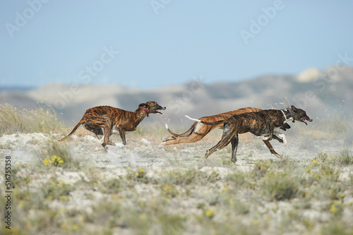 Greyhounds running at field