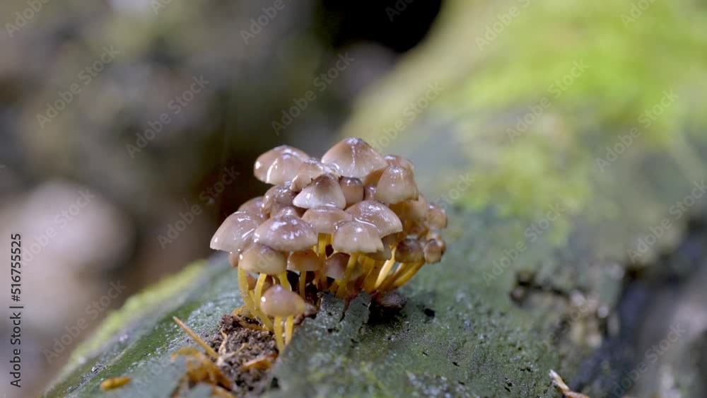 Group Of Mushrooms In The Summer Forest. Mushroom family in the rain Group Of Mushrooms In The Summer Forest. Mushroom family in the rain