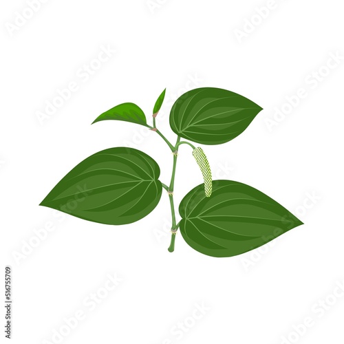 Vector illustration of betel leaf, scientific name of Piper betle, isolated on white background.